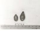 Click for 1 image(s) for this accession. FRUIT